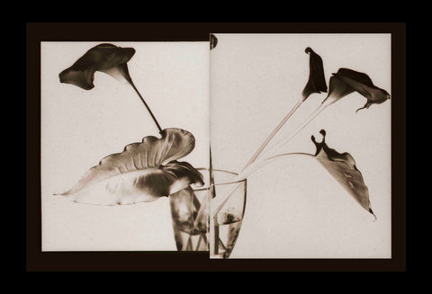 Paolo Monina | Fiori 6 | 33x48 cm | PM_6_F