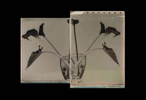 Paolo Monina | Fiori 7 | 33x48 cm | PM_7_F