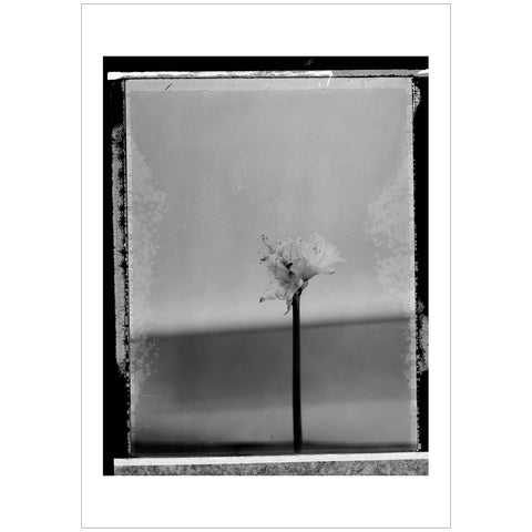 Paolo Monina | Fiori 2 | 33x48 cm | PM_2_F