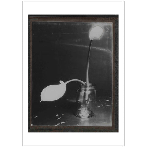 Paolo Monina | Fiori 3 | 33x48 cm | PM_3_F