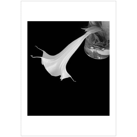 Paolo Monina | Fiori 5 | 33x48 cm | PM_5_F