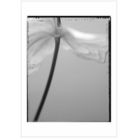 Paolo Monina | Fiori 9 | 33x48 cm | PM_9_F