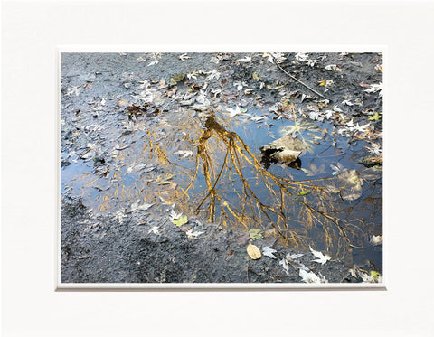 Licia Di Segni | LDIS 17