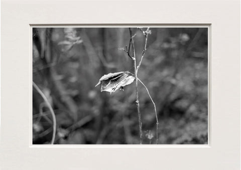 Lucretia Moroni | LUM 09