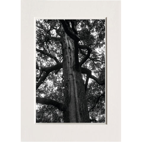 Lucretia Moroni | LUM 11